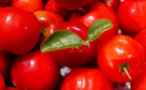 もとぶ町を知り尽くせ！【宿泊】プラン　1泊1食4名（美ら海水族館・アセローラ体験・本部町ガイドツアー）