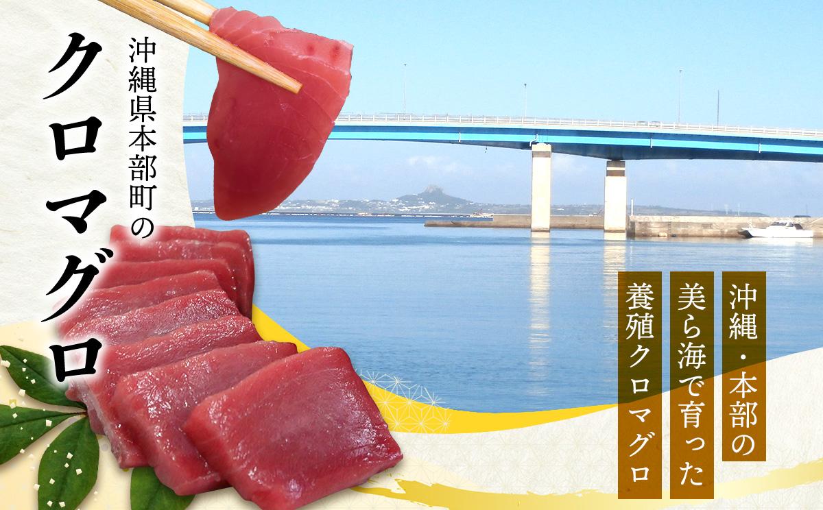 本部町産　本マグロづくし（大トロ・中トロ・赤身）約800g～1000g 鮪 本マグロ 送料無料 ギフト グルメ お祝い 贈答品 プレゼント 土産 お取り寄せ 柵 大トロ 上トロ 中トロ 赤身 刺身 さしみ 海鮮 海産物 美ら海
