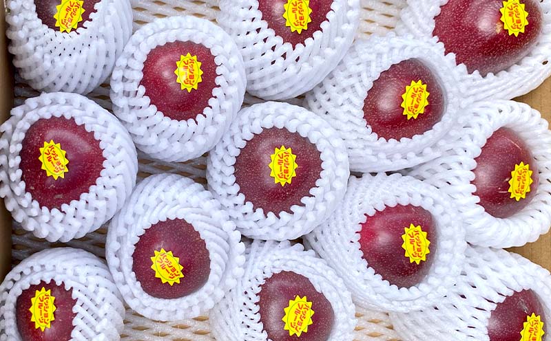 【2026年発送】もとぶ町産パッションフルーツ　贈答用(約1kg) おきなわ 南国 果物 青果 おすすめ 人気 贈答 プレゼント ギフト 季節 美味しい おいしい 期間限定 数量限定 本部町 沖縄 沖縄県 ふるさと納税 フルーツ 梱包