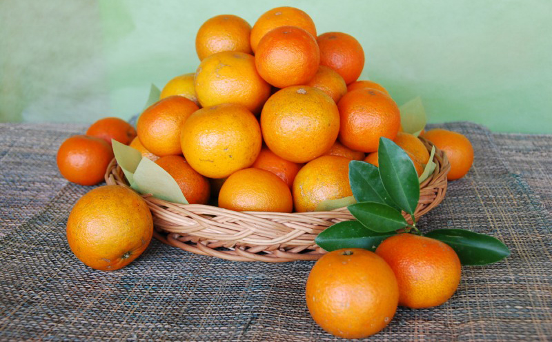 【2026年発送】南国のみかん！本部町産タンカン（約5kg入り） みかん 柑橘 沖縄 おきなわ 果実 フルーツ 青果 期間限定 先行予約 数量限定 旬 人気 おすすめ 贈答 プレゼント ギフト 贈り物 子供 デザート 取り寄せ