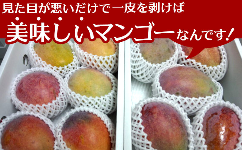 【2026年夏発送】もとぶ町産マンゴー（訳あり）約1.5kg詰め 先行予約 数量限定 期間限定 果物 フルーツ 南国 プレゼント お土産 おみやげ ギフト おすすめ 沖縄 おきなわ 青果 デザート くだもの 人気 冷蔵 夏 スイーツ