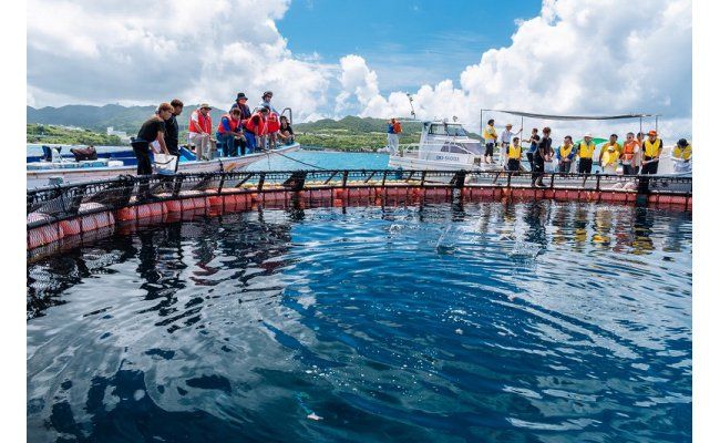 マンタやサメの飼育観察体験ツアー【大人1名様】