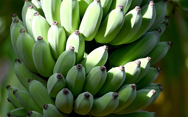 【2026年発送】本部町産アップルバナナ　1.5kg以上 南国 沖縄 おきなわ 果実 フルーツ 青果 期間限定 先行予約 数量限定 旬 人気 おすすめ 贈答 プレゼント ギフト 贈り物 カクテル デザート 取り寄せ 高級