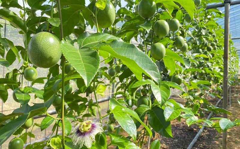 【2026年発送】もとぶ町産パッションフルーツ　家庭用(約1.5kg) おきなわ 南国 果物 青果 おすすめ 人気 贈答 プレゼント ギフト 季節 美味しい おいしい 期間限定 数量限定 本部町 沖縄 沖縄県 ふるさと納税 フルーツ 梱包