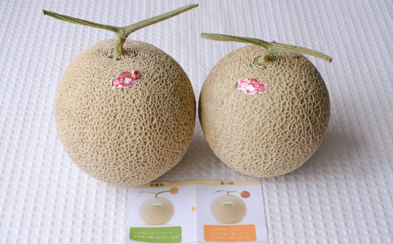 本部町産　アールスメロン（2玉）2.8kg以上 フルーツ 果物 果実 期間限定 数量限定 おすすめ おススメ 本部町 人気 沖縄産 おきなわ もとぶ 贈答 プレゼント 贈り物 スイーツ デザート 糖度 品質 ギフト