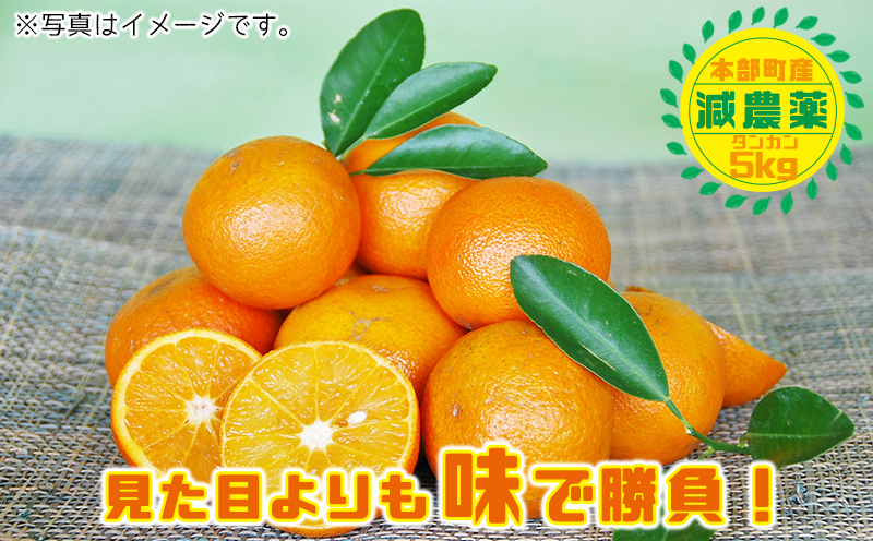 【2026年発送】南国のみかん！本部町産タンカン（約5kg入り） みかん 柑橘 沖縄 おきなわ 果実 フルーツ 青果 期間限定 先行予約 数量限定 旬 人気 おすすめ 贈答 プレゼント ギフト 贈り物 子供 デザート 取り寄せ