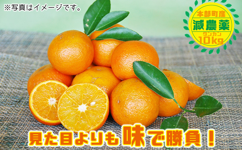 【2026年発送】南国のみかん！本部町産タンカン（約10kg入り） みかん 柑橘 沖縄 おきなわ 果実 フルーツ 青果 期間限定 先行予約 数量限定 旬 人気 おすすめ 贈答 プレゼント ギフト 贈り物 子供 デザート 取り寄せ