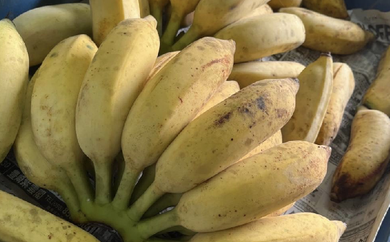 【2026年発送】本部町産アップルバナナ　1.5kg以上 南国 沖縄 おきなわ 果実 フルーツ 青果 期間限定 先行予約 数量限定 旬 人気 おすすめ 贈答 プレゼント ギフト 贈り物 カクテル デザート 取り寄せ 高級