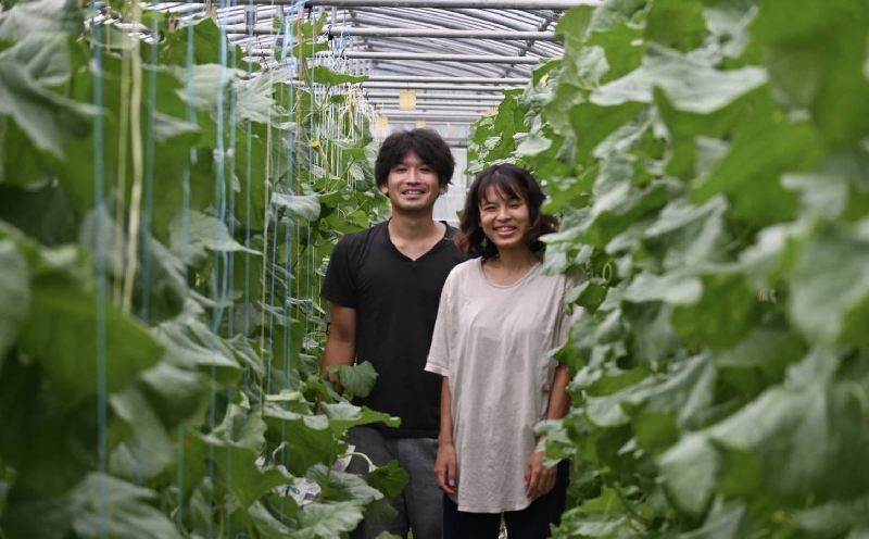 本部町産　アールスメロン（１玉）1.4kg以上 フルーツ 果物 果実 期間限定 数量限定 おすすめ おススメ 本部町 人気 沖縄産 おきなわ もとぶ 贈答 プレゼント 贈り物 スイーツ デザート 糖度 品質 ギフト