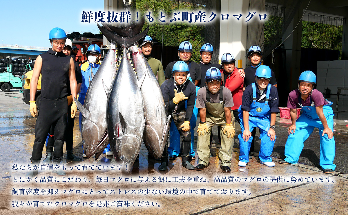 本部町産　本マグロづくし（大トロ・中トロ・赤身）約800g～1000g 鮪 本マグロ 送料無料 ギフト グルメ お祝い 贈答品 プレゼント 土産 お取り寄せ 柵 大トロ 上トロ 中トロ 赤身 刺身 さしみ 海鮮 海産物 美ら海