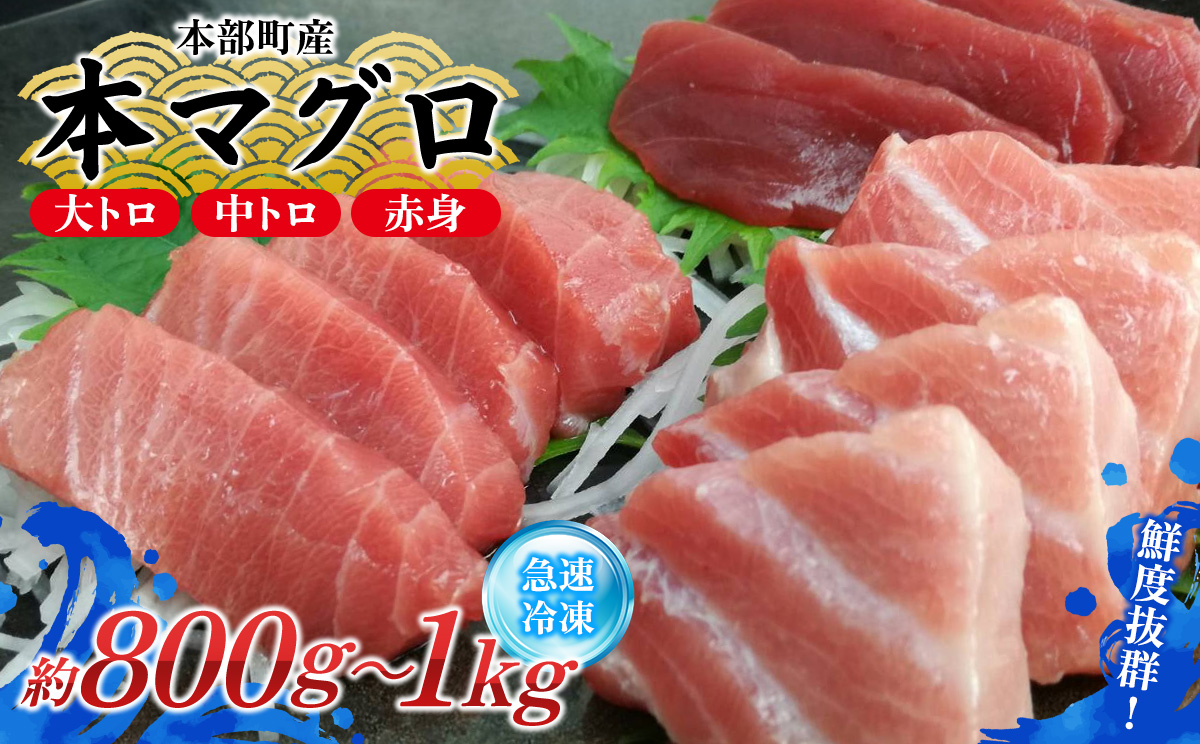 本部町産　本マグロづくし（大トロ・中トロ・赤身）約800g～1000g 鮪 本マグロ 送料無料 ギフト グルメ お祝い 贈答品 プレゼント 土産 お取り寄せ 柵 大トロ 上トロ 中トロ 赤身 刺身 さしみ 海鮮 海産物 美ら海