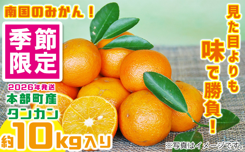 【2026年発送】南国のみかん！本部町産タンカン（約10kg入り） みかん 柑橘 沖縄 おきなわ 果実 フルーツ 青果 期間限定 先行予約 数量限定 旬 人気 おすすめ 贈答 プレゼント ギフト 贈り物 子供 デザート 取り寄せ