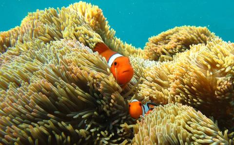 シュノーケル体験 ペア【バナナボートで行くクマノミ城海の星探し】