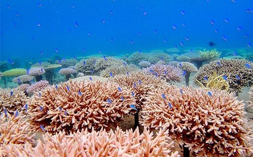 チケット ボートシュノーケル 2名 沖縄サンゴの村【恩納村ラグーン】