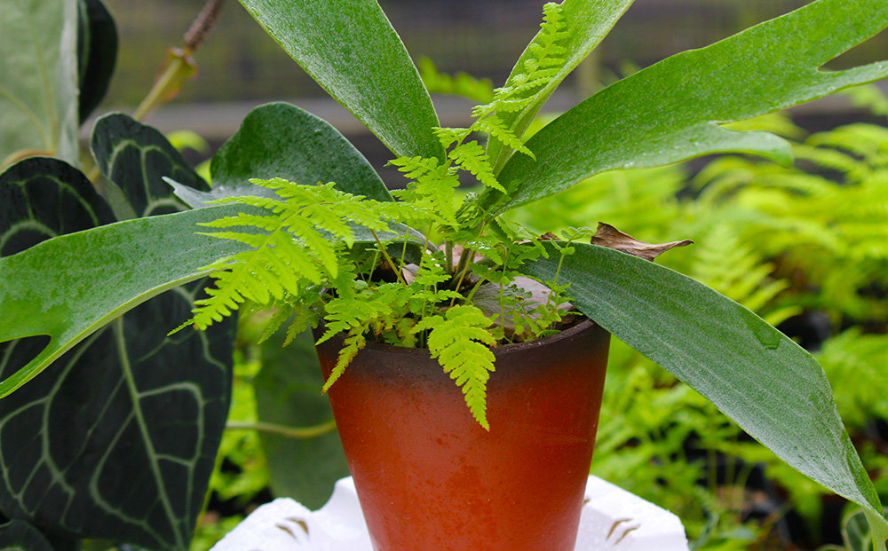 【OnnaIchigoFarm】コウモリラン　小 沖縄 コウモリラン ビカクシダ 室内植物 屋外植物 ヘゴ板 室内緑化 植物インテリア 観葉植物 沖縄産 プラントギフト 緑のある暮らし 園芸用品 インテリアプランツ 根付き植物 人気 ヘゴの木 おすすめ 送料無料 恩納村
