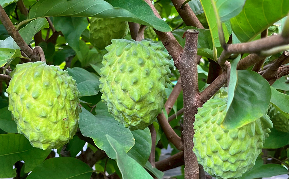 【2026年発送】恩納村産アテモヤ 約1kg