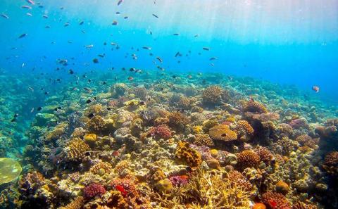 サンゴと生き物の楽園！魅力いっぱい恩納村ファンダイビング（２DIVE）2名様