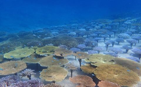 チケット ボート体験 ダイビング 2名 沖縄サンゴの村【恩納村ラグーン】