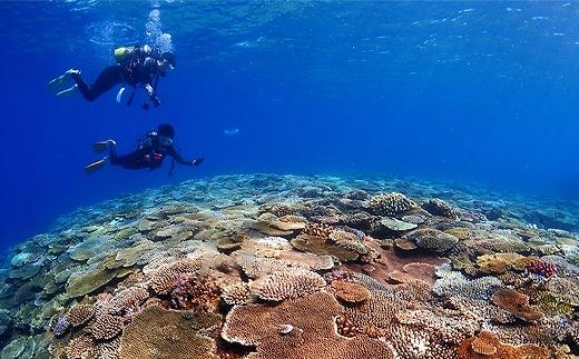 チケット ファンダイビング ｜ 中級3DIVE 1名様 万座近海【恩納村ラグーン】