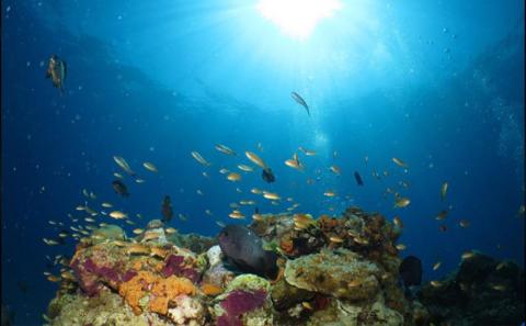 ボートで行く『青の洞窟&クマノミポイント』本格！体験ダイビング2本（3名様）