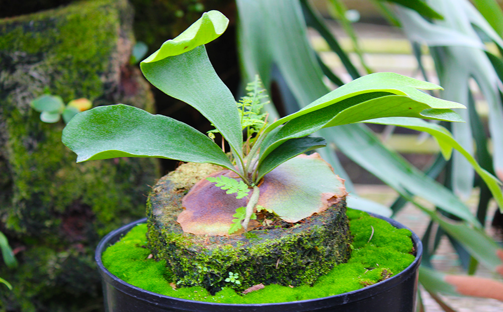 【OnnaIchigoFarm】コウモリラン　大 沖縄 コウモリラン ビカクシダ 室内植物 屋外植物 ヘゴ板 室内緑化 植物インテリア 観葉植物 沖縄産 プラントギフト 緑のある暮らし 園芸用品 インテリアプランツ 根付き植物 人気 ヘゴの木 おすすめ 送料無料 恩納村