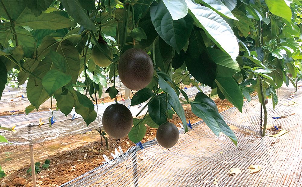 【2026年発送】産地認定！！恩納村産パッションフルーツ(約2kg)