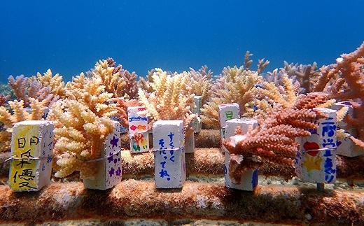 チケット サンゴ苗作り体験 ｜ 沖縄サンゴの村【恩納村ラグーン】