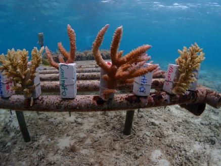 チケット サンゴ植付け ｜ 代行サービス 5株【恩納村ラグーン】