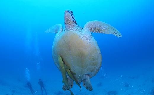 チケット 沖縄ダイビングサービス Lagoon商品券「9,000円分」【恩納村ラグーン】