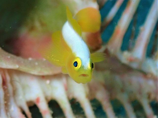 チケット PADIダイビング講習 ｜ ディープダイバー（1.5日eラーニング）【恩納村ラグーン】