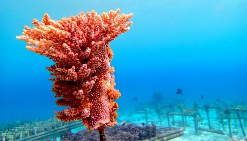 チケット【参加特典付き貸切オンラインツアー】沖縄から自然環境を学ぶ！サンゴの不思議【恩納村ラグーン】