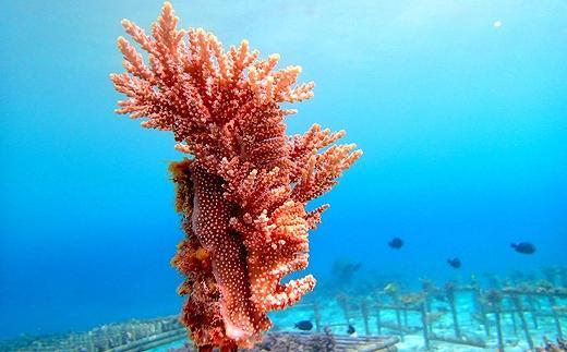 チケット 沖縄ダイビングサービス Lagoon商品券「9,000円分」【恩納村ラグーン】