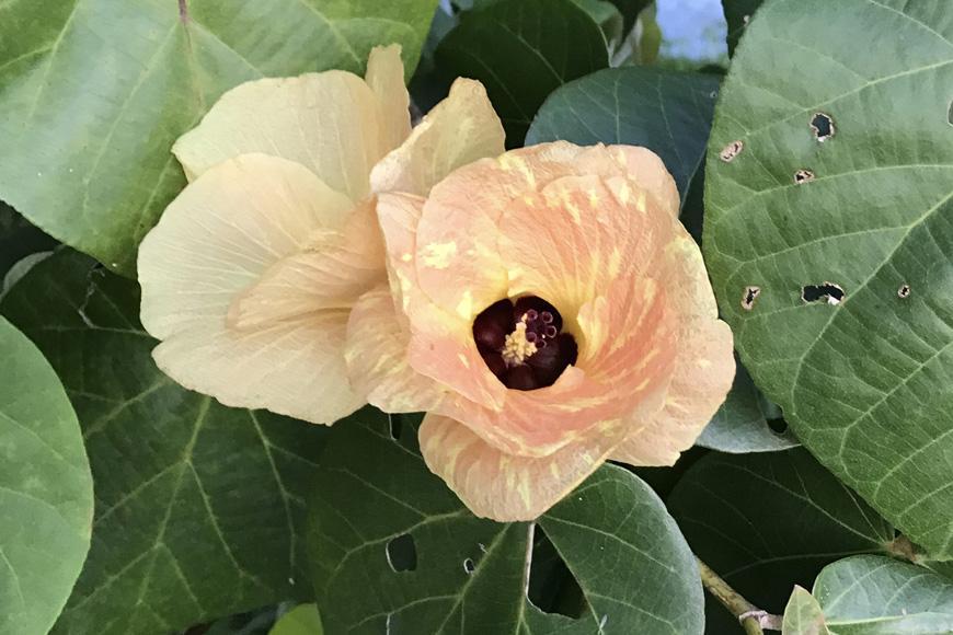 つづるガラスアート ゆうなの花 －SUMI－ 吉田栄美子 ｜ 特大大皿 1枚