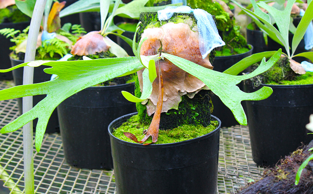 【OnnaIchigoFarm】コウモリラン　大 沖縄 コウモリラン ビカクシダ 室内植物 屋外植物 ヘゴ板 室内緑化 植物インテリア 観葉植物 沖縄産 プラントギフト 緑のある暮らし 園芸用品 インテリアプランツ 根付き植物 人気 ヘゴの木 おすすめ 送料無料 恩納村