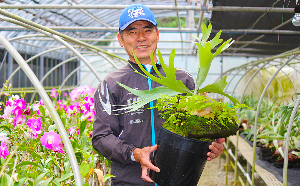 【OnnaIchigoFarm】コウモリラン　小 沖縄 コウモリラン ビカクシダ 室内植物 屋外植物 ヘゴ板 室内緑化 植物インテリア 観葉植物 沖縄産 プラントギフト 緑のある暮らし 園芸用品 インテリアプランツ 根付き植物 人気 ヘゴの木 おすすめ 送料無料 恩納村