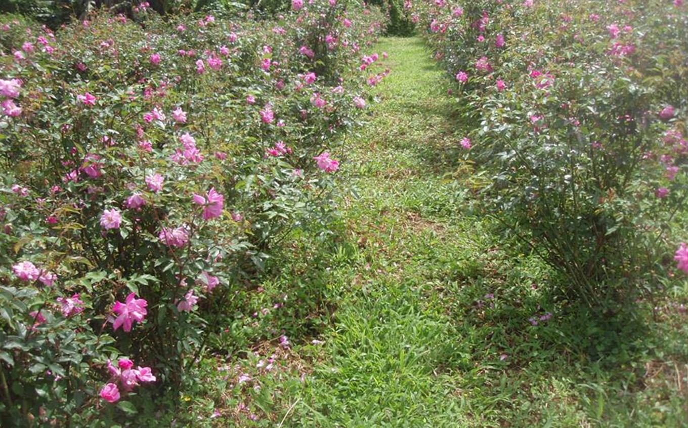 化粧品 琉球ローズ 化粧水 50ml × 1本 ノーマルタイプ【オーガニック】｜スキンケア ローション コスメ 美容 人気 おすすめ 恩納村 沖縄 琉球 送料無料