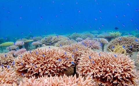 チケット ボート体験 ダイビング 1名 沖縄サンゴの村【恩納村ラグーン】