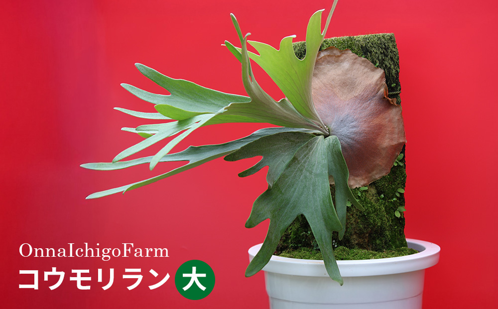 【OnnaIchigoFarm】コウモリラン　大 沖縄 コウモリラン ビカクシダ 室内植物 屋外植物 ヘゴ板 室内緑化 植物インテリア 観葉植物 沖縄産 プラントギフト 緑のある暮らし 園芸用品 インテリアプランツ 根付き植物 人気 ヘゴの木 おすすめ 送料無料 恩納村