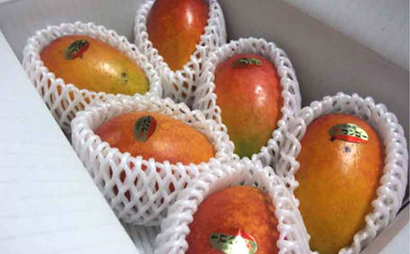 【2026年発送】家庭用　宜野座村産完熟マンゴー「マンゴーの丘」約2kg（良品） アーウィン 果物 甘い 夏 濃厚 ギフト Mango ランキング 完熟 お気に入り 収穫 人気 甘味 フルーツ 沖縄県 国産 食品 デザート 産地直送 送料無料