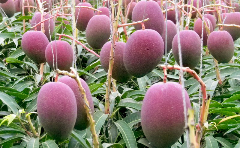 【2026年発送】サンフルーツ糸満マンゴー貴重な大玉 家庭用　約2.5kg 産地直送 先行予約 フルーツ 果物 くだもの アップルマンゴー アップル アーウィン種 濃厚 デザート 贅沢 旬の果物 甘い おすすめ プレゼント 贈答 冷蔵 国産 沖縄 沖縄県産