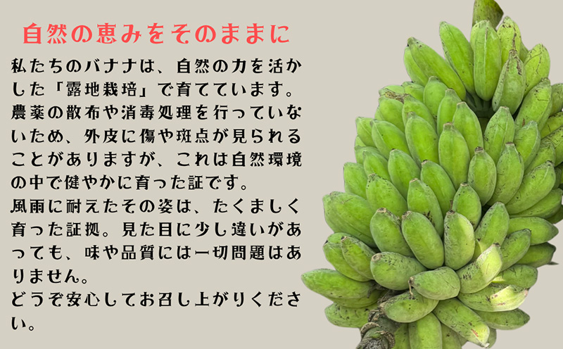【2025年発送】宜野座産 有機JAS認証のアップルバナナ 2kg前後 ばなな バナナ アップルバナナ フルーツ 果物 青果物 トロピカルフルーツ スイーツ デザート スムージー 朝食 運動 スポーツ 産地直送 国産 甘い 濃厚 もっちり 沖縄県 宜野座村