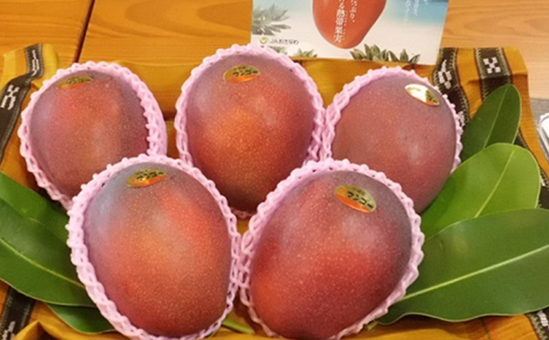 【2026年発送】マンゴーの拠点産地「宜野座村」の秀品アップルマンゴー（約2kg） アーウィン 果物 甘い 夏 濃厚 ギフト Mango ランキング 完熟 お気に入り 美味しい 人気 おすすめ 地元 沖縄県 先行予約 南国フルーツ デザート 産地直送 送料無料