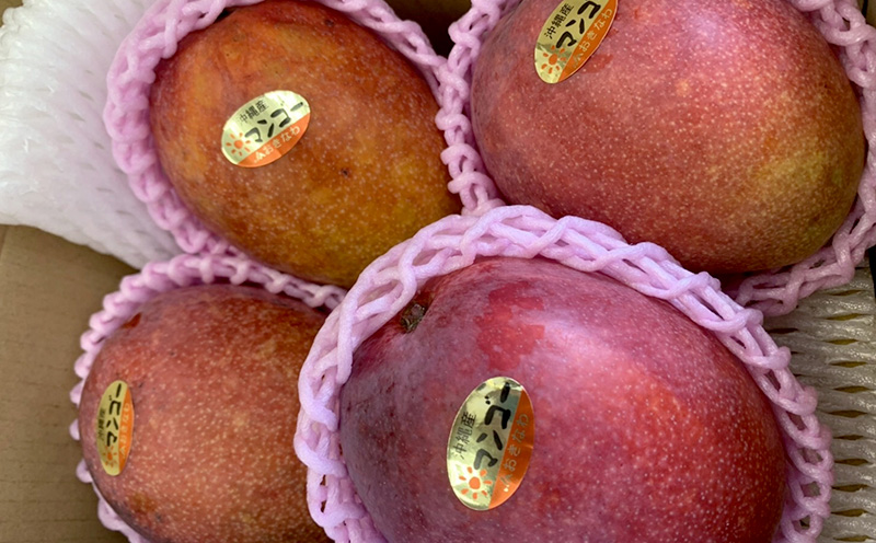 【2026年発送】マンゴーの拠点産地「宜野座村」の家庭用アップルマンゴー（約1kg） アーウィン 果物 甘い 夏 濃厚 お取り寄せ Mango ランキング 完熟 お気に入り 美味しい 人気 おすすめ 地元 沖縄県 先行予約 南国フルーツ デザート 産地直送 送料無料