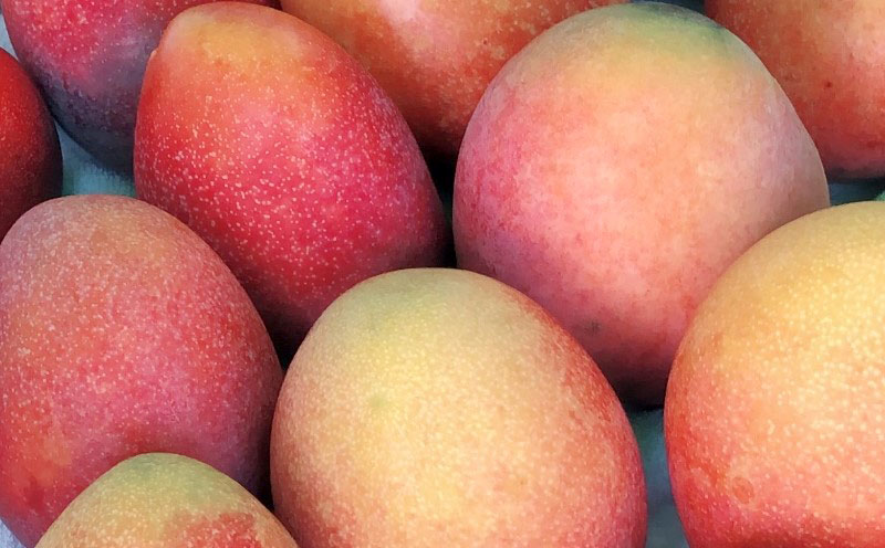 【2026年発送】仲間農園のお楽しみ（家庭用）完熟マンゴー約1kg（2～4玉） アーウィン 果物 甘い 夏 濃厚 ギフト Mango ランキング 完熟 お気に入り 収穫 人気 甘味 フルーツ 沖縄県 先行予約 食品 デザート 産地直送 送料無料