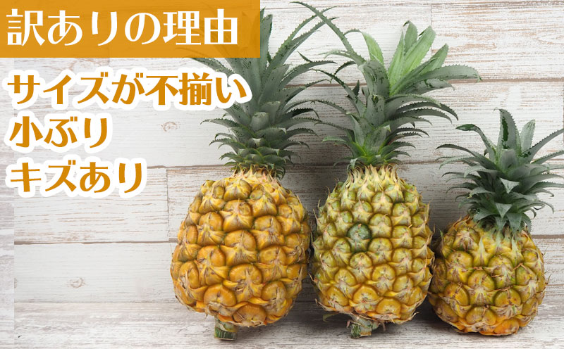 【2026年発送】訳ありパイン 4～8玉 約4.8kg（ボゴールパイン） パイン パイナップル ぱいなっぷる ボゴール 訳あり 訳アリ 不揃い 家庭用 国産パイン パインアップル スナック ちぎって食べる 夏限定 トロピカル ジューシー フレッシュ 南国 フルーツ 沖縄 宜野座村