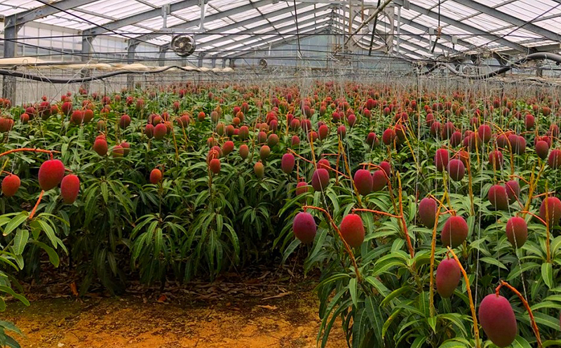 【2026年発送】サンライズファームのご自宅用マンゴー 約1kg（2～3玉） アーウィン 果物 甘い 夏 濃厚 ギフト Mango ランキング 完熟 お気に入り 収穫 人気 甘味 フルーツ 沖縄県 国産 食品 デザート 産地直送 宜野座村