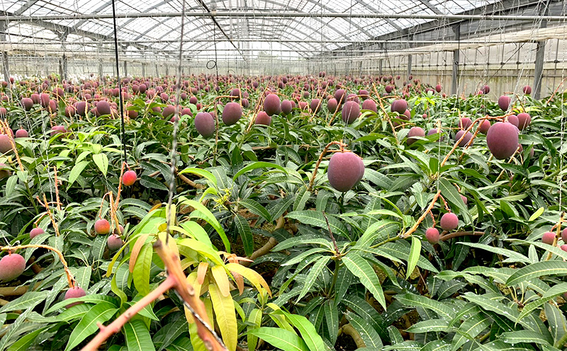 【2026年発送】平田果樹園の厳選アップルマンゴー贈答用（約1kg） アーウィン 果物 甘い 夏 濃厚 ギフト Mango ランキング 完熟 お気に入り 美味しい 人気 おすすめ フルーツ 沖縄県 先行予約 食品 デザート 産地直送 送料無料