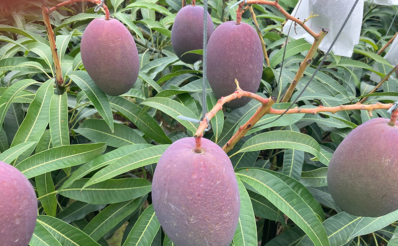 【2026年発送】宜野座村の新里守清さんのアップルマンゴー家庭用（約2kg） アーウィン 果物 甘い 夏 濃厚 ギフト Mango ランキング 完熟 お気に入り 美味しい 人気 おすすめ フルーツ 沖縄県 先行予約 食品 人気 産地直送 送料無料