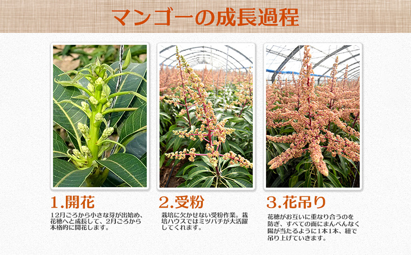 【2026年発送】県知事賞受賞　サンフルーツ糸満　マンゴー秀品　約1kg 産地直送 先行予約 フルーツ 果物 くだもの アップルマンゴー アップル アーウィン種 濃厚 デザート 贅沢 旬の果物 甘い おすすめ プレゼント 贈答 冷蔵 国産 沖縄 沖縄県産