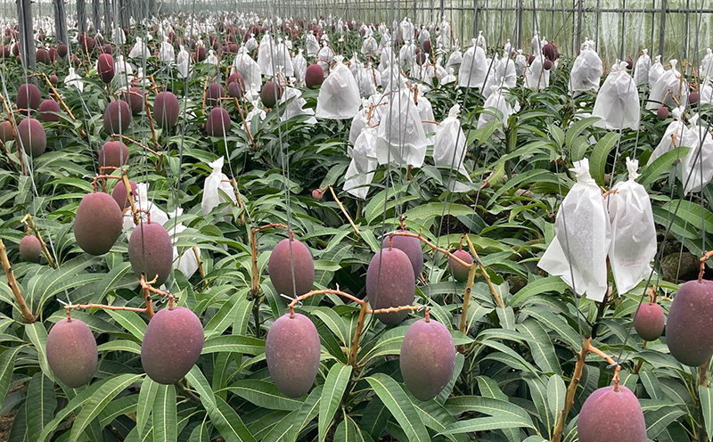 【2026年発送】宜野座村の新里守清さんのアップルマンゴー家庭用（約2kg） アーウィン 果物 甘い 夏 濃厚 ギフト Mango ランキング 完熟 お気に入り 美味しい 人気 おすすめ フルーツ 沖縄県 先行予約 食品 人気 産地直送 送料無料